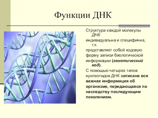 Функции ДНК Структура каждой молекулы ДНК индивидуальна и специфична, т.к.