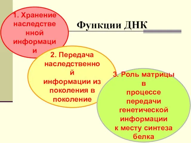 1. Хранение наследственной информации 2. Передача наследственной информации из поколения