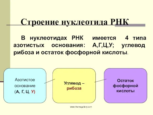 Строение нуклеотида РНК www.themegallery.com Азотистое основание (А, Г, Ц, У)