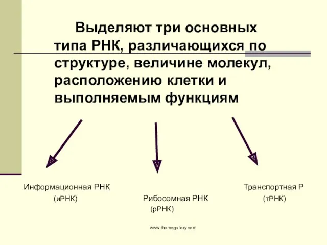 Информационная РНК Транспортная Р (иРНК) Рибосомная РНК (тРНК) (рРНК) www.themegallery.com