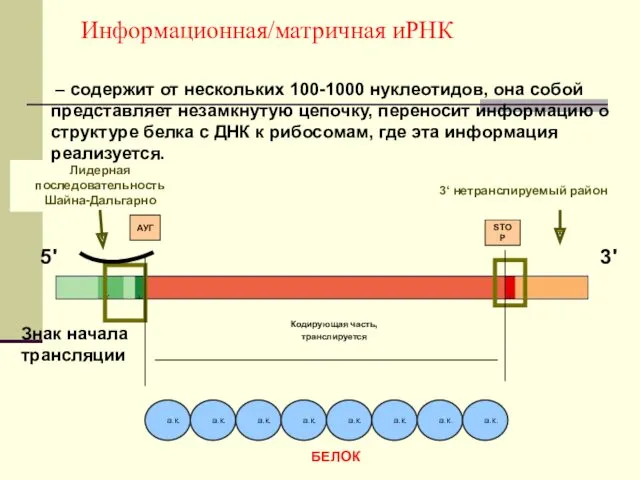 Информационная/матричная иРНК Кодирующая часть, транслируется 3' 5' Лидерная последовательность Шайна-Дальгарно