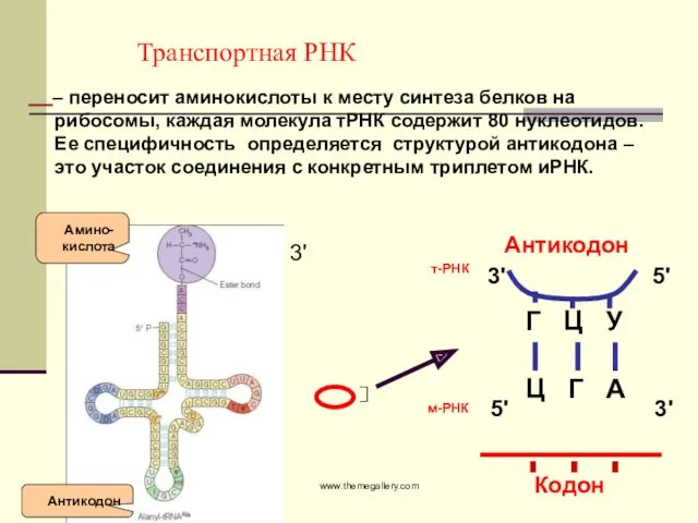 www.themegallery.com Транспортная РНК 3' – переносит аминокислоты к месту синтеза