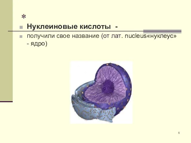 * Нуклеиновые кислоты - получили свое название (от лат. nucleus«нуклеус» - ядро)