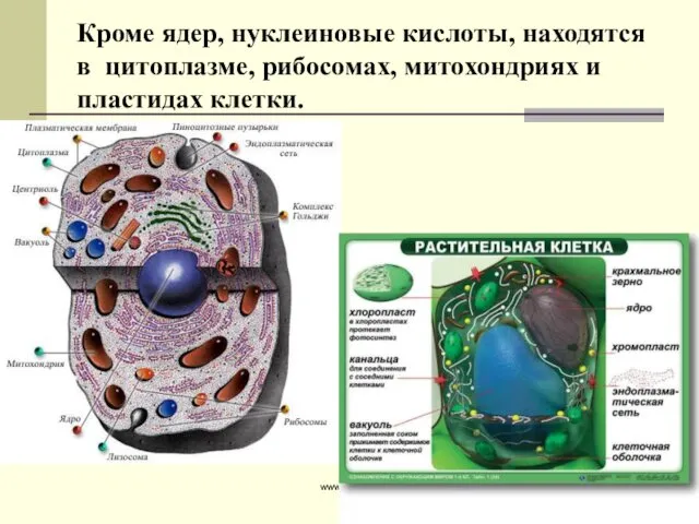 Кроме ядер, нуклеиновые кислоты, находятся в цитоплазме, рибосомах, митохондриях и пластидах клетки. www.themegallery.com