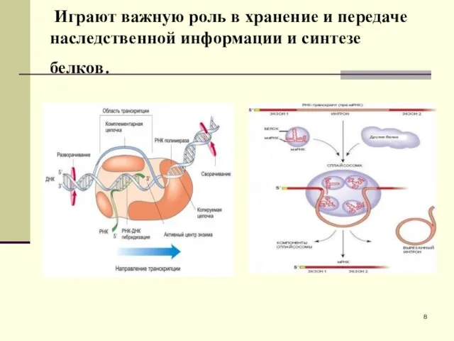 Играют важную роль в хранение и передаче наследственной информации и синтезе белков.