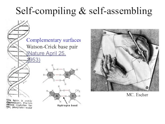 Self-compiling & self-assembling Complementary surfaces Watson-Crick base pair (Nature April 25, 1953) MC. Escher