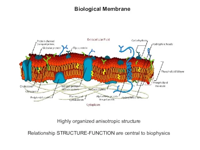 Biological Membrane Highly organized anisotropic structure Relationship STRUCTURE-FUNCTION are central to biophysics