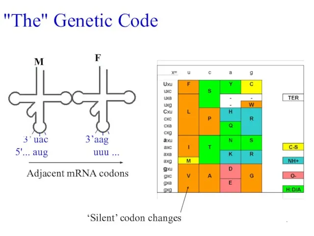 . "The" Genetic Code M Adjacent mRNA codons F 3’