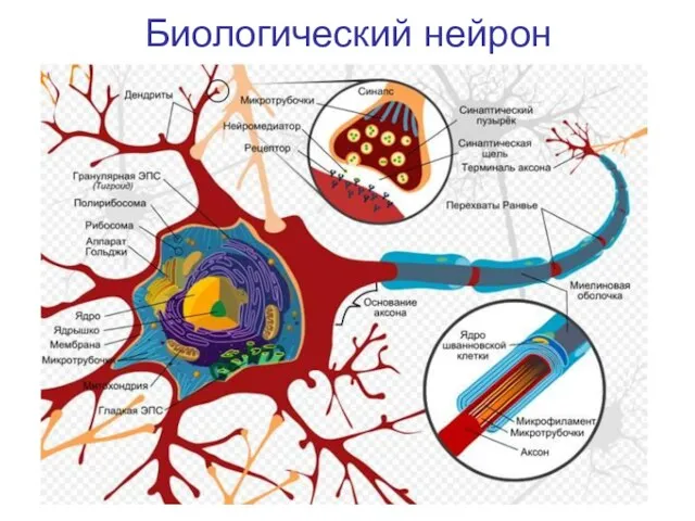 Биологический нейрон