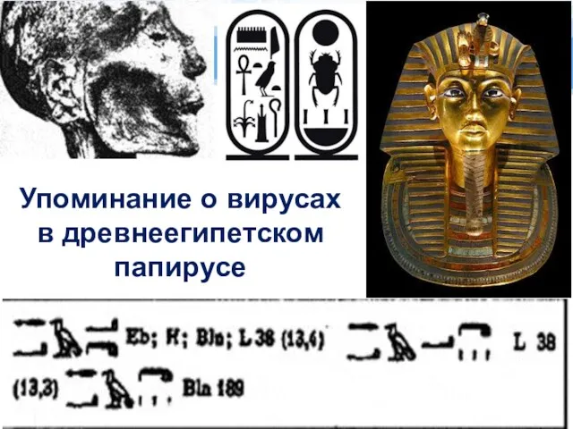 Упоминание о вирусах в древнеегипетском папирусе