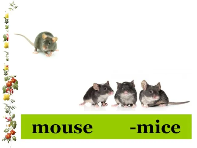 mouse -mice