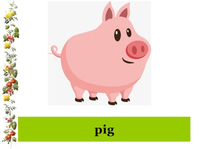 pig