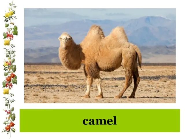 camel