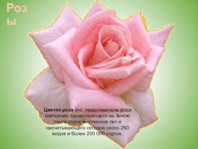 Розы Цветок роза это представитель рода Шиповник, существующего на Земле почти сорок миллионов