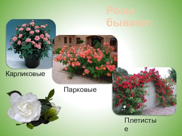 Розы бывают: Карликовые Парковые Плетистые