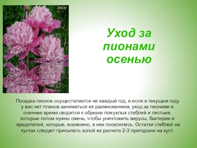 Уход за пионами осенью Посадка пионов осуществляется не каждый год, и если в