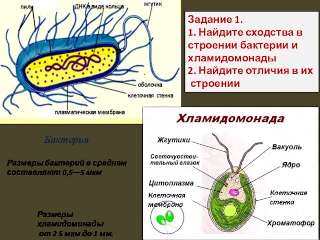Бактерия Размеры бактерий в среднем составляют 0,5—5 мкм Размеры хламидомонады