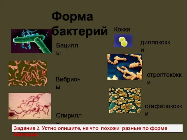 Бациллы Вибрионы Спириллы Кокки диплококки стрептококки стафилококки Форма бактерий Задание