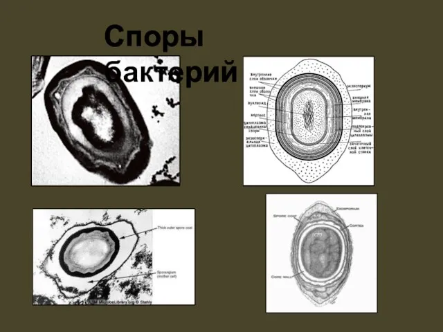 Споры бактерий