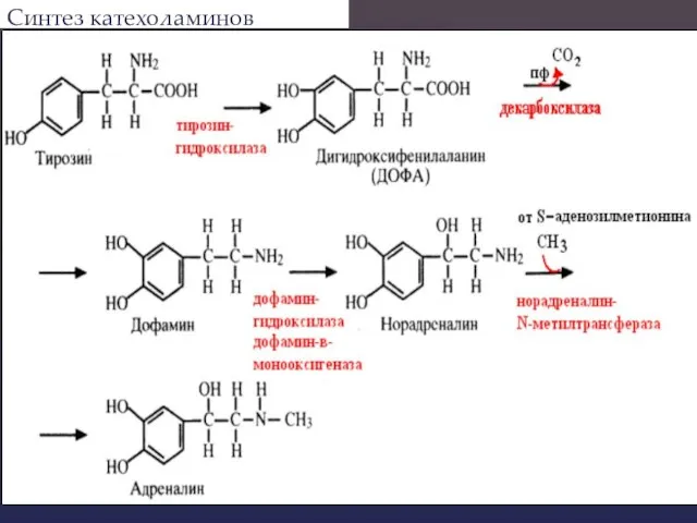 ​ Синтез катехоламинов