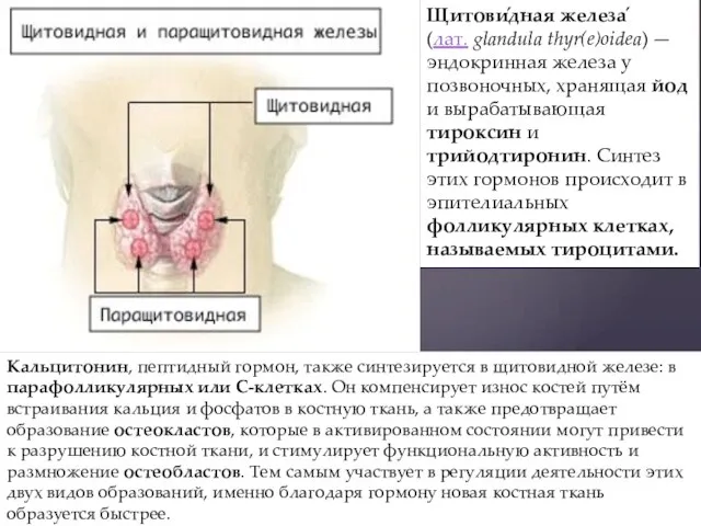 ​ Кальцитонин, пептидный гормон, также синтезируется в щитовидной железе: в парафолликулярных или C-клетках.