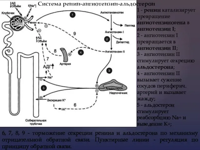 ​ 6, 7, 8, 9 - торможение секреции ренина и альдостерона по механизму