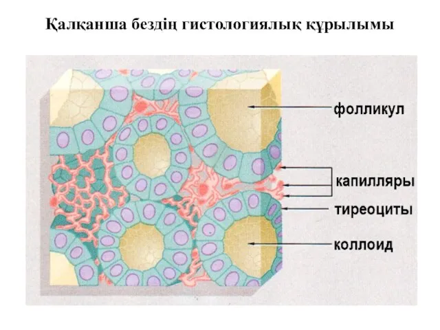 Капилляр Қалқанша бездің гистологиялық құрылымы