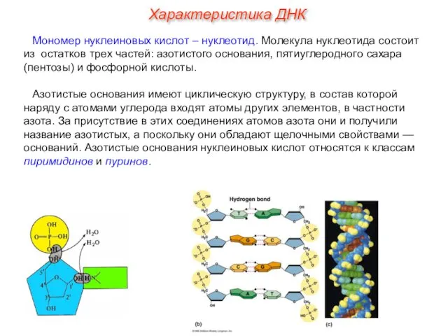 Мономер нуклеиновых кислот – нуклеотид. Молекула нуклеотида состоит из остатков