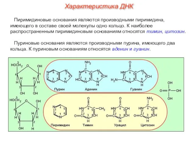 Пиримидиновые основания являются производными пиримидина, имеющего в составе своей молекулы