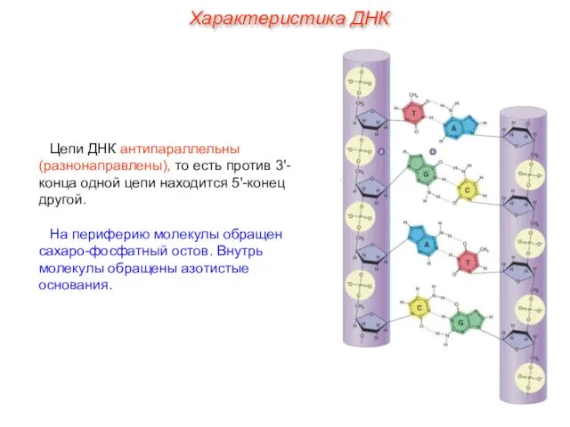 Цепи ДНК антипараллельны (разнонаправлены), то есть против 3'-конца одной цепи