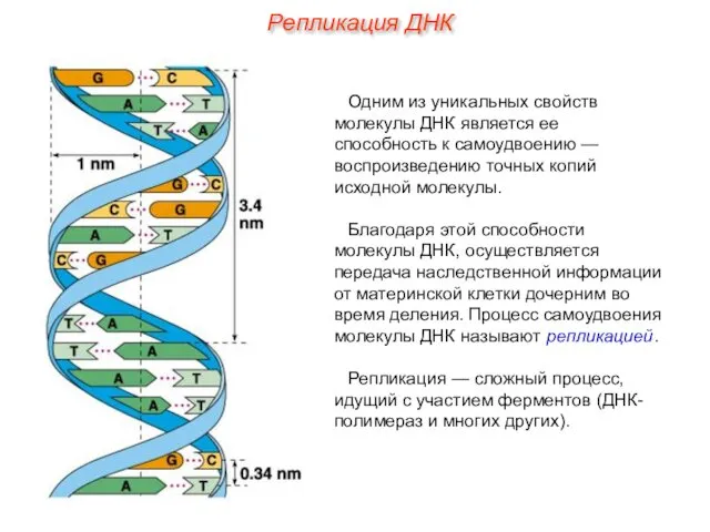 Одним из уникальных свойств молекулы ДНК является ее способность к самоудвоению — воспроизведению