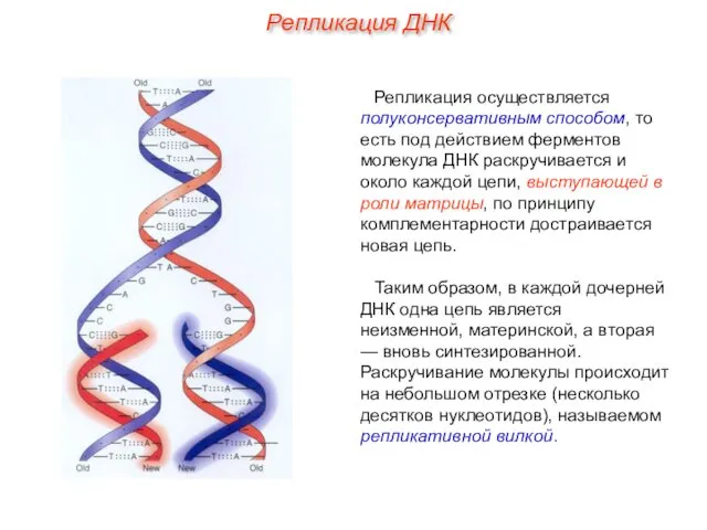 Репликация осуществляется полуконсервативным способом, то есть под действием ферментов молекула ДНК раскручивается и