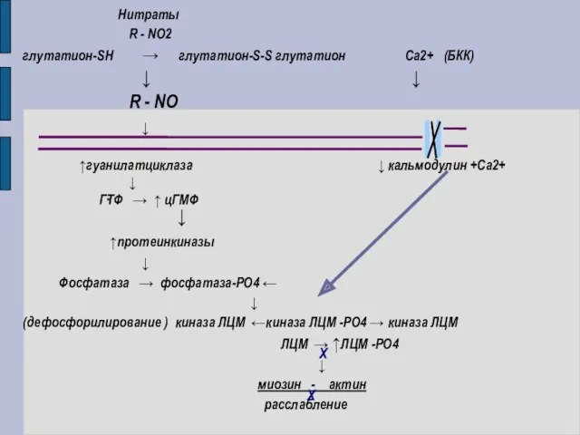 Нитраты R - NO2 глутатион-SH → глутатион-S-S глутатион Са2+ (БКК)