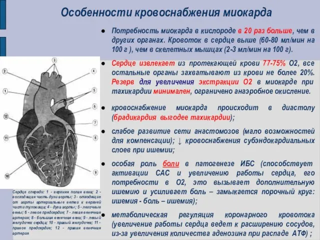 Потребность миокарда в кислороде в 20 раз больше, чем в