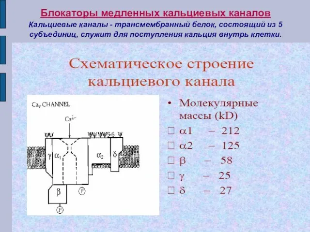 Блокаторы медленных кальциевых каналов Кальциевые каналы - трансмембранный белок, состоящий