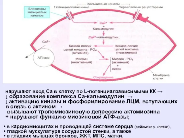 нарушают вход Са в клетку по L-потенциалзависимыми КК → ↓