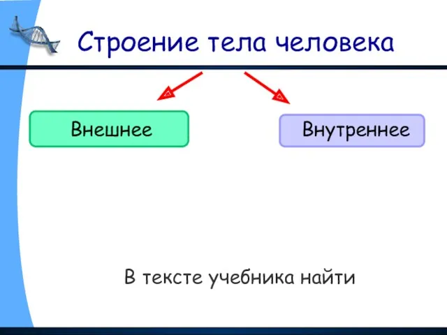 Строение тела человека В тексте учебника найти Внешнее Внутреннее