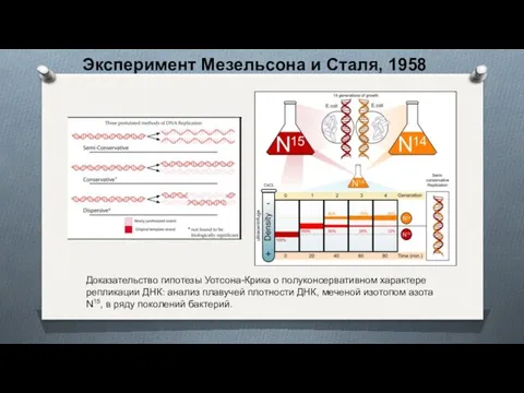 Эксперимент Мезельсона и Сталя, 1958 Доказательство гипотезы Уотсона-Крика о полуконсервативном