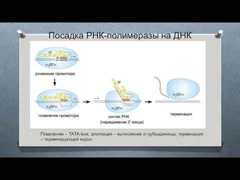 Посадка РНК-полимеразы на ДНК Плавление – ТАТА-box; элонгация – вытеснение σ-субъединицы; терминация – терминирующий кодон