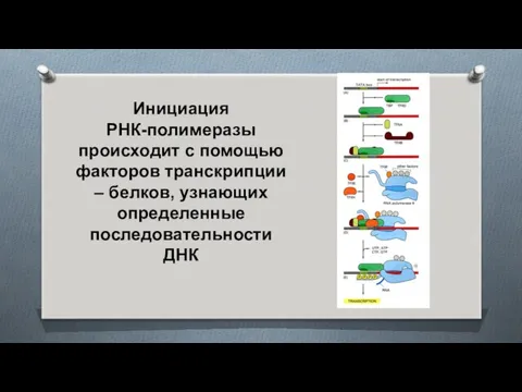 Инициация РНК-полимеразы происходит с помощью факторов транскрипции – белков, узнающих определенные последовательности ДНК