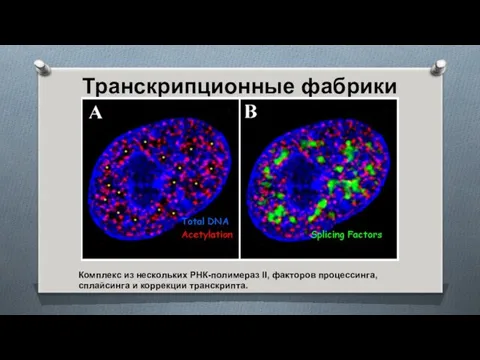 Комплекс из нескольких РНК-полимераз II, факторов процессинга, сплайсинга и коррекции транскрипта. Транскрипционные фабрики