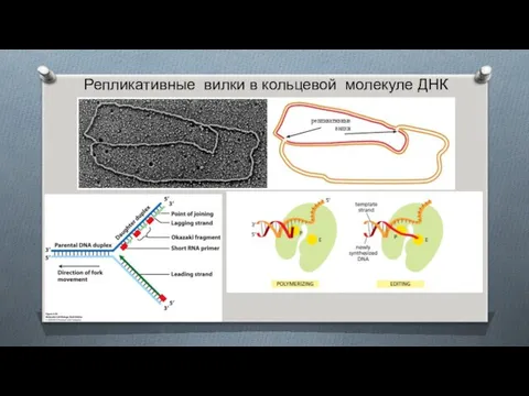 Репликативные вилки в кольцевой молекуле ДНК