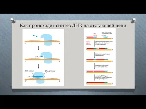 Как происходит синтез ДНК на отстающей цепи