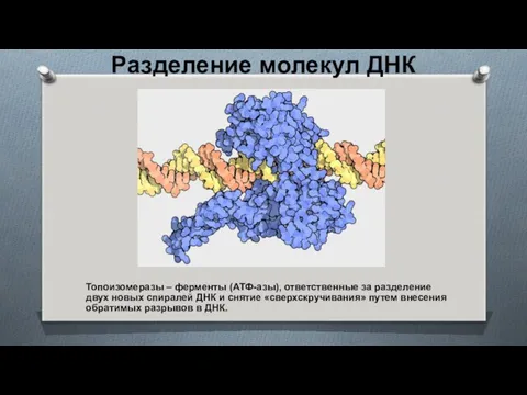 Разделение молекул ДНК Топоизомеразы – ферменты (АТФ-азы), ответственные за разделение