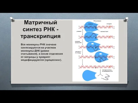 Матричный синтез РНК - транскрипция Все молекулы РНК сначала синтезируются