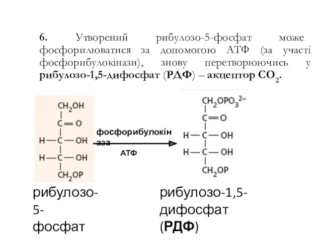6. Утворений рибулозо-5-фосфат може фосфорилюватися за допомогою АТФ (за участі