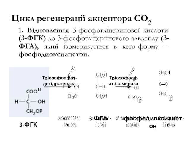 Цикл регенерації акцептора СО2 1. Відновлення 3-фосфогліцеринової кислоти (3-ФГК) до