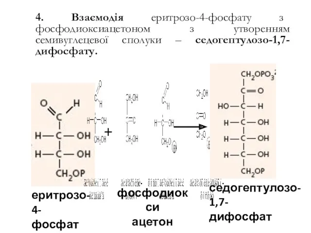 4. Взаємодія еритрозо-4-фосфату з фосфодиоксиацетоном з утворенням семивуглецевої сполуки – седогептулозо-1,7-дифосфату. седогептулозо-1,7- дифосфат