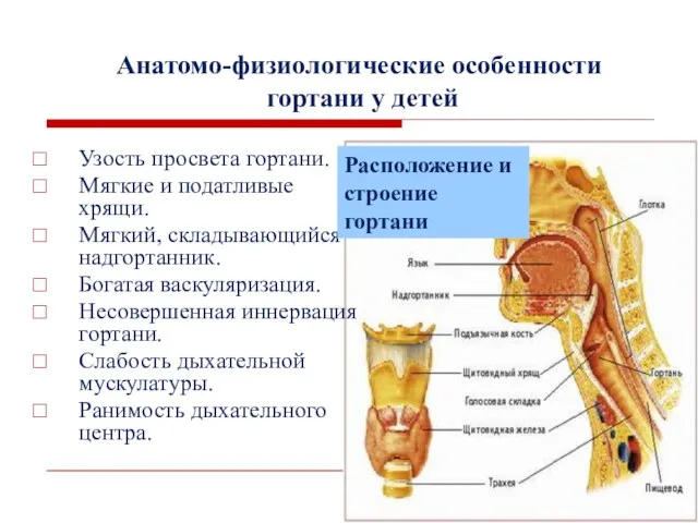 Анатомо-физиологические особенности гортани у детей Узость просвета гортани. Мягкие и