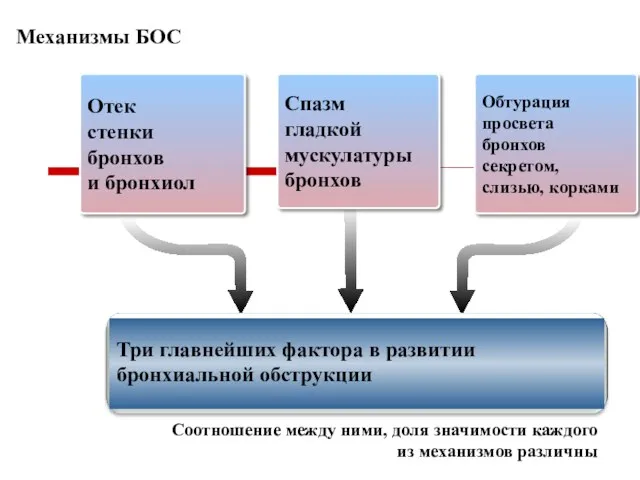 Отек стенки бронхов и бронхиол Спазм гладкой мускулатуры бронхов Обтурация